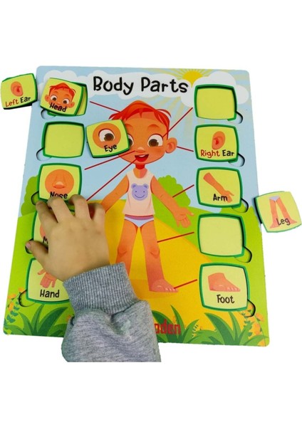 Bul ve Tak Ingilizce Eğitici Çocuk Oyuncak Puzzle Yapboz Vücüt Organları