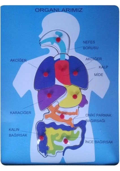 Ahşap Puzzle Organlarımız