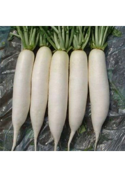 Japon Turp Tohumu 10 gr Pınaper Tohumculuk