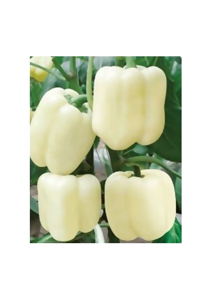 Beyaz Dolmalık Biber Tohumu 5 gr Pınaper Tohumculuk