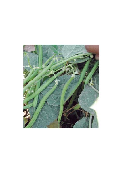 Seymen Fasulye Tohumu Pınaper Tohumculuk