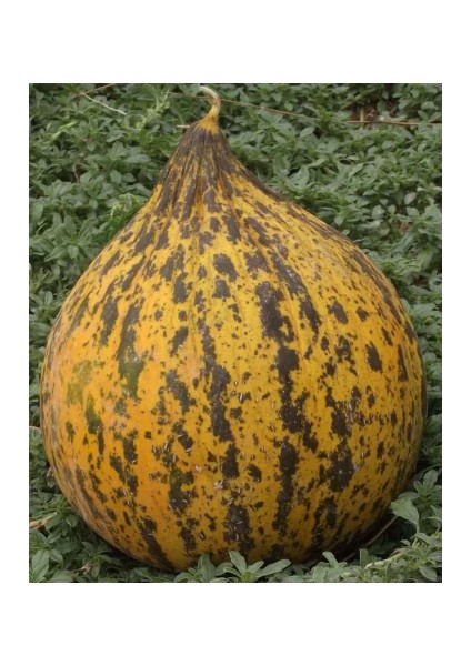 Kırkağaç 637 Kavun Tohumu 10 gr Pınaper Tohumculuk