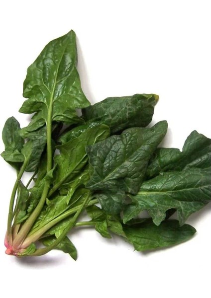 Ispanak Tohumu 10 gr Pınaper Tohumculuk