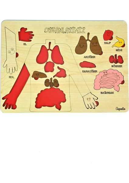 Ahşap Bultak Puzzle Eğitici Oyuncak, Güvenli ve Eğlenceli Öğrenme Deneyimi, 3+ Yaş fırsatları