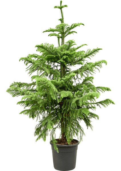 Arokarya Salon Çamı Bitkisi 'araucaira Heterophylla'
