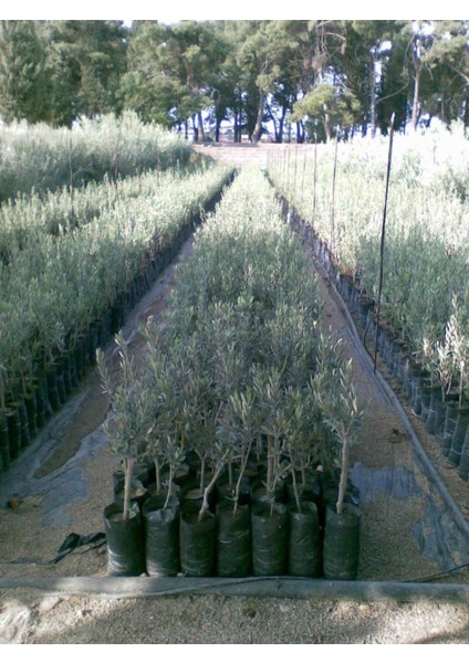 domat zeytin fidanı tüplü aşılı 2 yaş