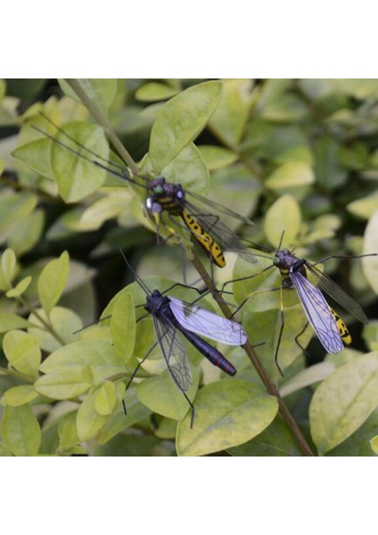 2'' Balıkçılığı Balıkçılık Yemleri Yem (Yurt Dışından) modelleri