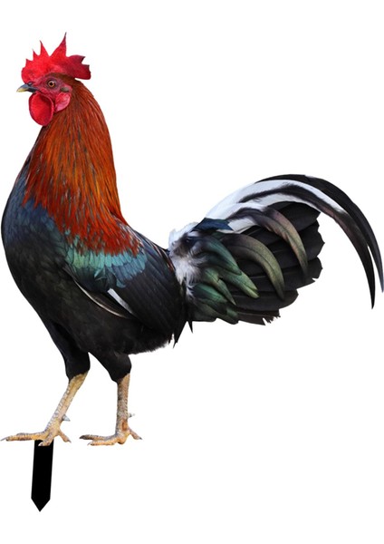 Heykeli Kazıkları Kazıkları Tavuk Dekoratif Figürler Figürler Tavuk Heykeli Açı Veranda Çim (Yurt Dışından) fiyatları