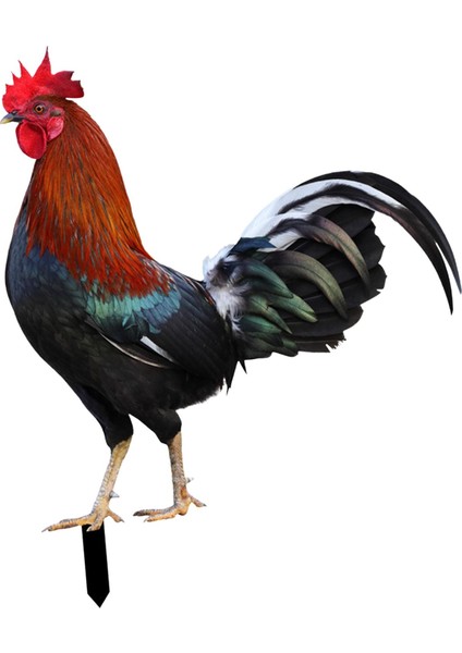 Heykeli Kazıkları Kazıkları Tavuk Dekoratif Figürler Figürler Tavuk Heykeli Açı Veranda Çim (Yurt Dışından) fırsatları