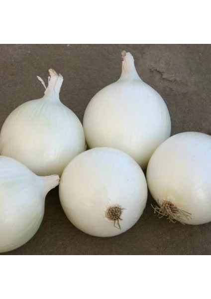 Beyaz Soğan Tohumu 5 gr Arzuman Tohumculuk