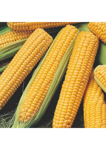 Tatlı Mısır Tohumu 25 gr Pınaper Tohumculuk