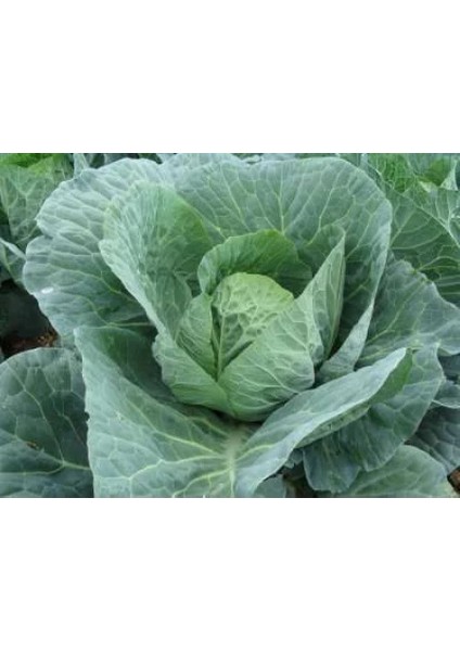 Laz Lahanası 5 gr Pınaper Tohumculuk