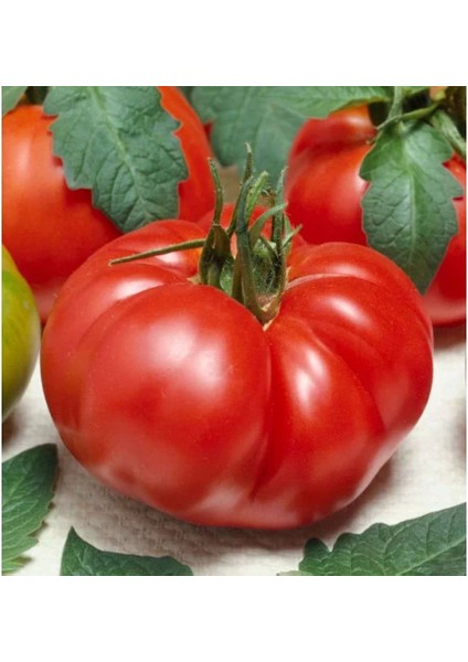 Marmande Domates Tohumu 1 gr Pınaper Tohumculuk