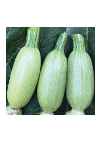 Dolmalık Beyaz Kabak Tohumu 10 gr Pınaper Tohumculuk