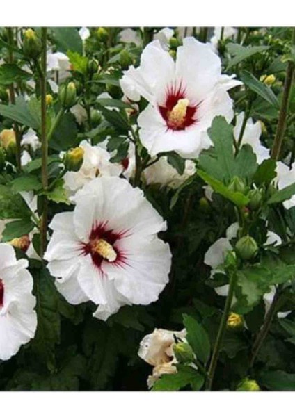 Beyaz Çiçekli Ağaç Hatmi Hatmi Ağacı Fidanı