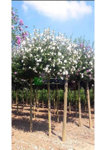 Beyaz Çiçekli Ağaç Hatmi Hatmi Ağacı Fidanı fiyatları