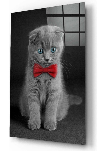 Kedi Cam Tablo