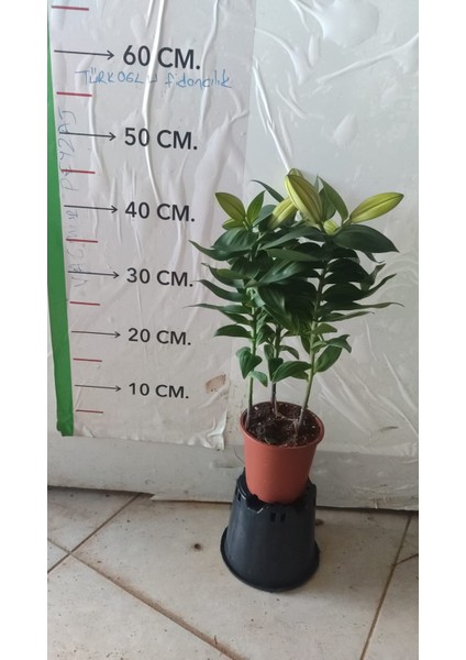 Lilyum Çiçeği (Kokulu Zambak Çiçeği - Lilium Stargazer)