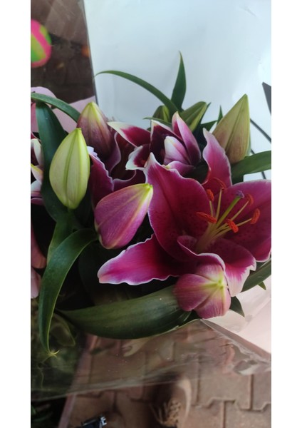 Lilyum Çiçeği (Kokulu Zambak Çiçeği - Lilium Stargazer) fiyatları