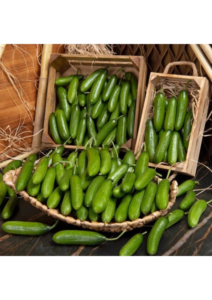 Atalık Çengelköy Salatalık Tohumu Cucumis Sativus 30 Adet Tohum fırsatları