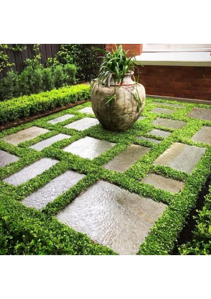 Fare Kulağı Tohumu Dichondra 100 Gram