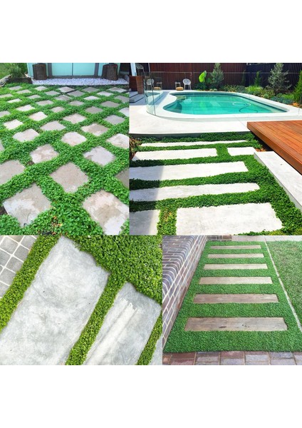 Fare Kulağı Tohumu Dichondra 100 Gram fiyatları