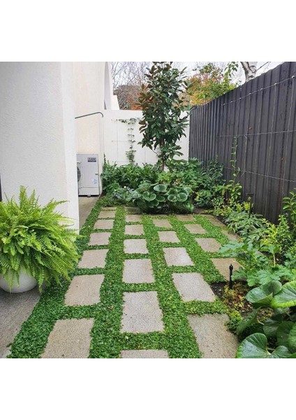 Fare Kulağı Tohumu Dichondra 100 Gram fırsatları