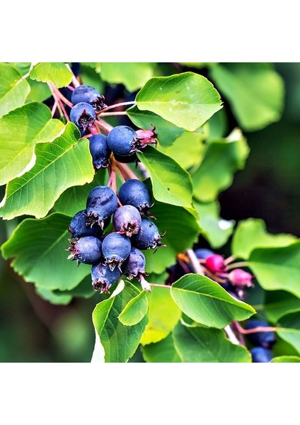 Şifalı Saskatoon Berry Fidanı 2 Adet
