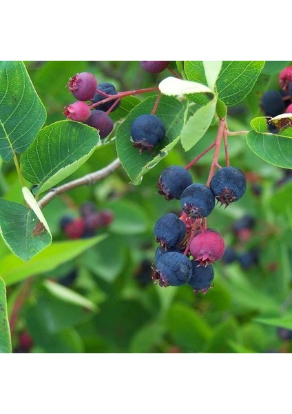 Şifalı Saskatoon Berry Fidanı 2 Adet