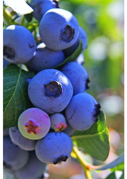Şifalı Saskatoon Berry Fidanı 2 Adet