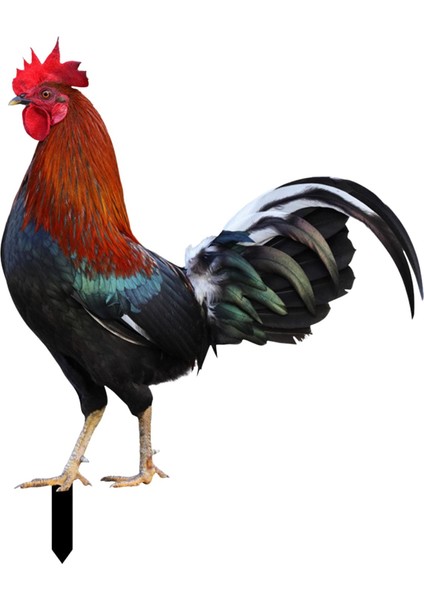 Heykeli Kazıkları Tavuk Heykeli Kazıkları Için Süslemeler (Yurt Dışından)