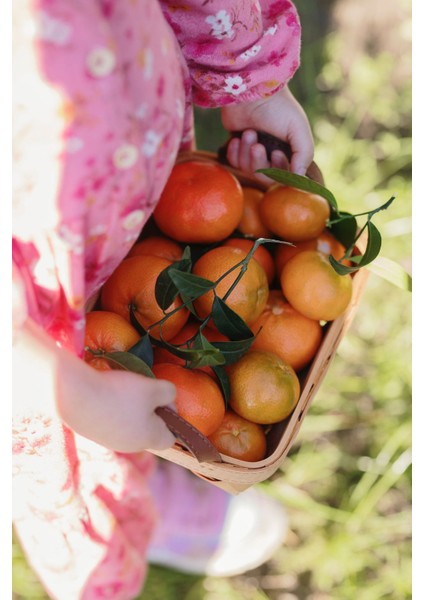 5 kg Portakal 5 kg Mandalina modelleri