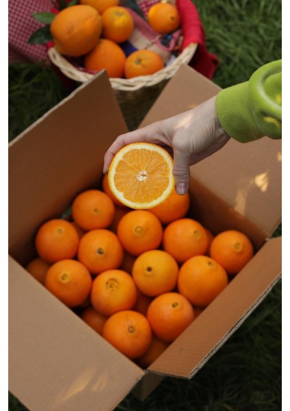 5 kg Portakal 5 kg Mandalina fırsatları