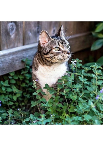 Kedi Nanesi Tohumu Catnip Nepeta Cataria