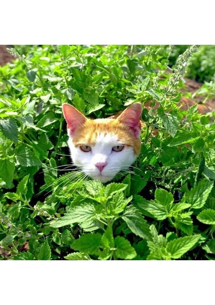 Kedi Nanesi Tohumu Catnip Nepeta Cataria