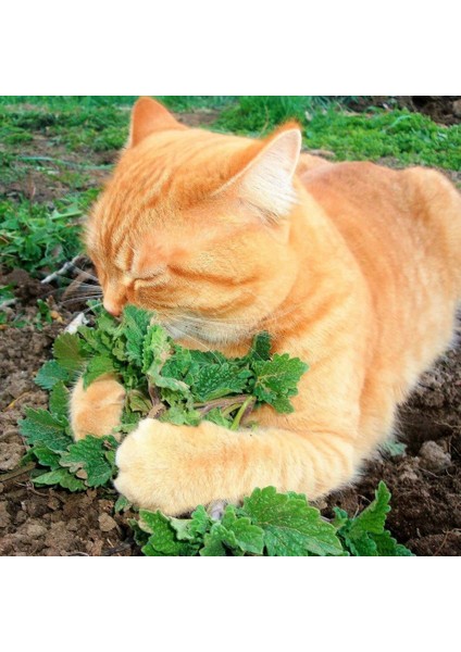 Kedi Nanesi Tohumu Catnip Nepeta Cataria