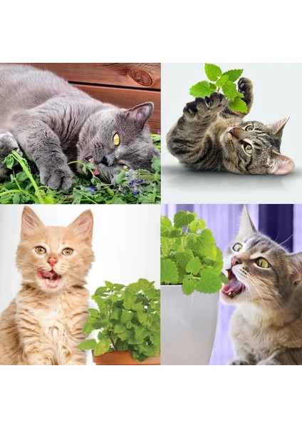 Kedi Nanesi Tohumu Catnip Nepeta Cataria