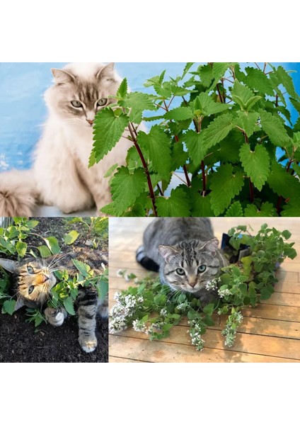 Kedi Nanesi Tohumu Catnip Nepeta Cataria