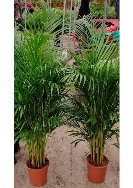 4 Yaş Areca Palmiyesi-Dypsis Lutescens 160-180 cm