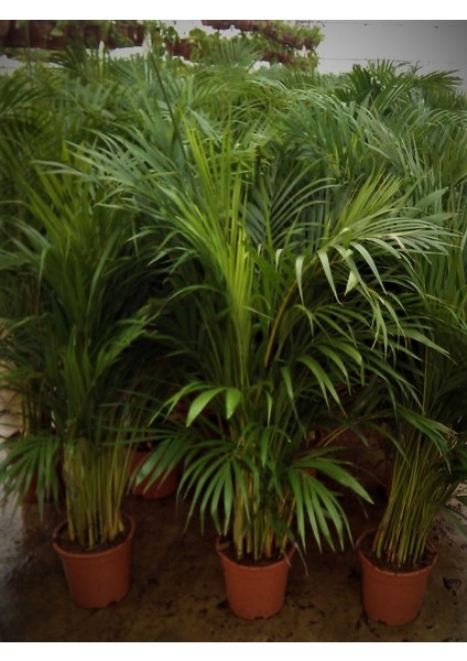 4 Yaş Areca Palmiyesi-Dypsis Lutescens 160-180 cm fiyatları