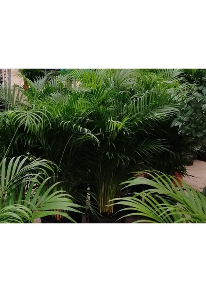 4 Yaş Areca Palmiyesi-Dypsis Lutescens 160-180 cm modelleri