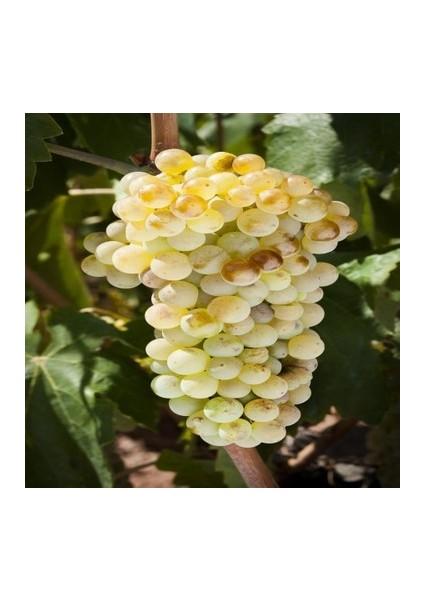3 Adet Riesling Çekirdekli Üzüm Fidanı Açık Kök