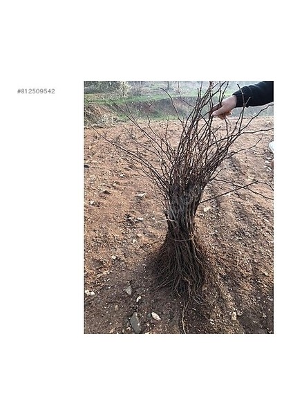 1 Adet Crimson Seedles Çekirdeksiz Üzüm Fidanı Açık Kök