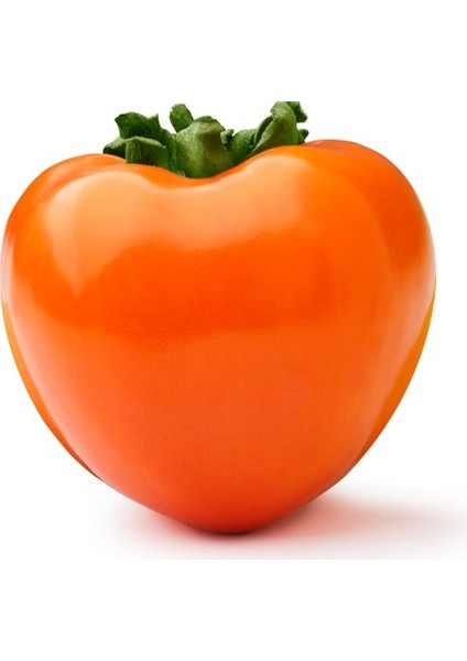 Rojo Brillante Trabzon Hurması ( Cennet Meyvesi) 3 Yaş Tüplü ve