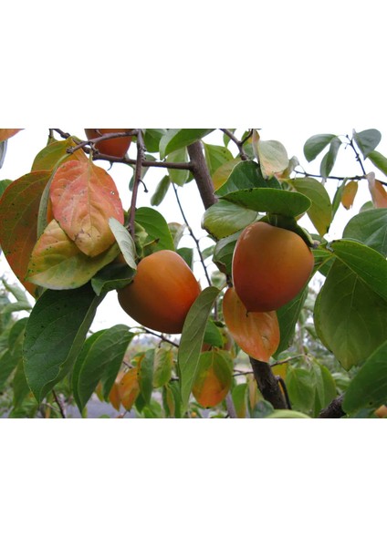 Rojo Brillante Trabzon Hurması ( Cennet Meyvesi) 3 Yaş Tüplü ve modelleri