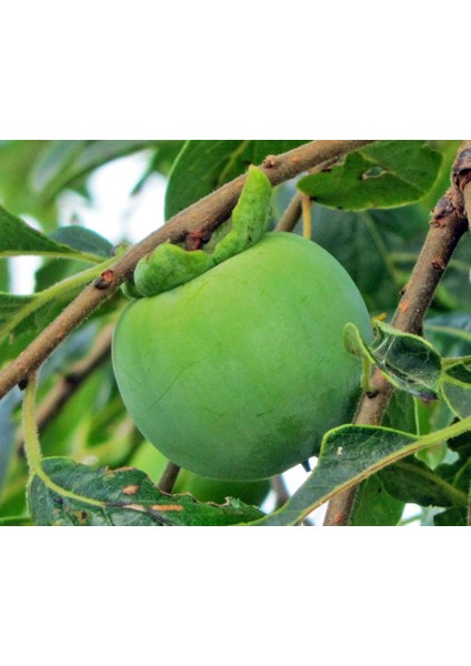 Rojo Brillante Trabzon Hurması ( Cennet Meyvesi) 3 Yaş Tüplü ve fırsatları