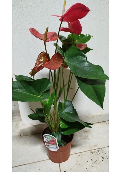 Kırmızı Antoryum - Large (Flamingo Çiçeği)
