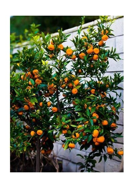 Satsuma Mandalina Fidanı - 3 Yaş Tüplü Fidan