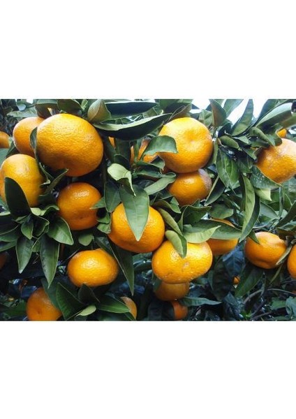Satsuma Mandalina Fidanı - 3 Yaş Tüplü Fidan