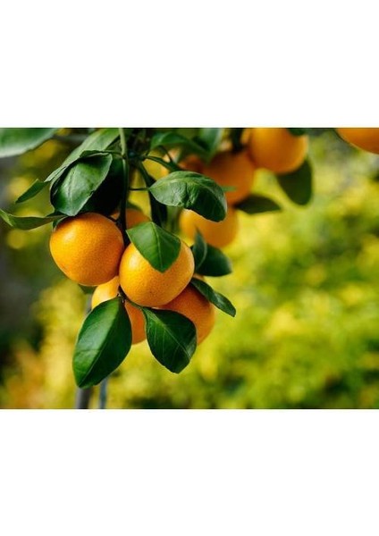 Satsuma Mandalina Fidanı - 3 Yaş Tüplü Fidan